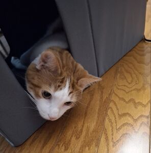 Meet your Posher, Bev